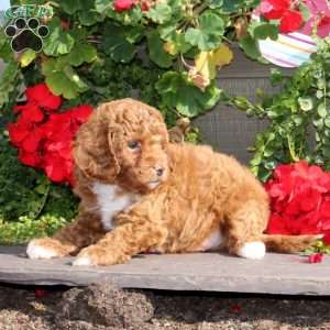 Justin, Cavapoo Puppy